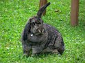 Bunny, Austria